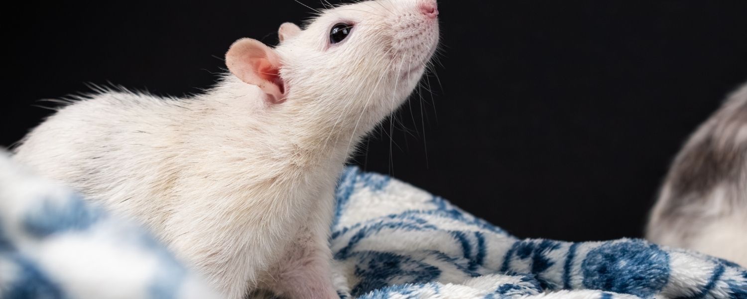 Rodent Control in St. Petersburg