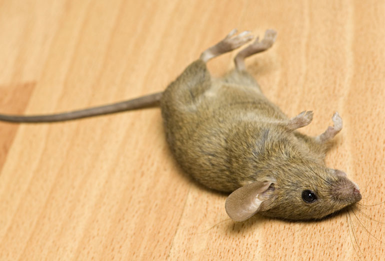 prohealth-pest-control-img29