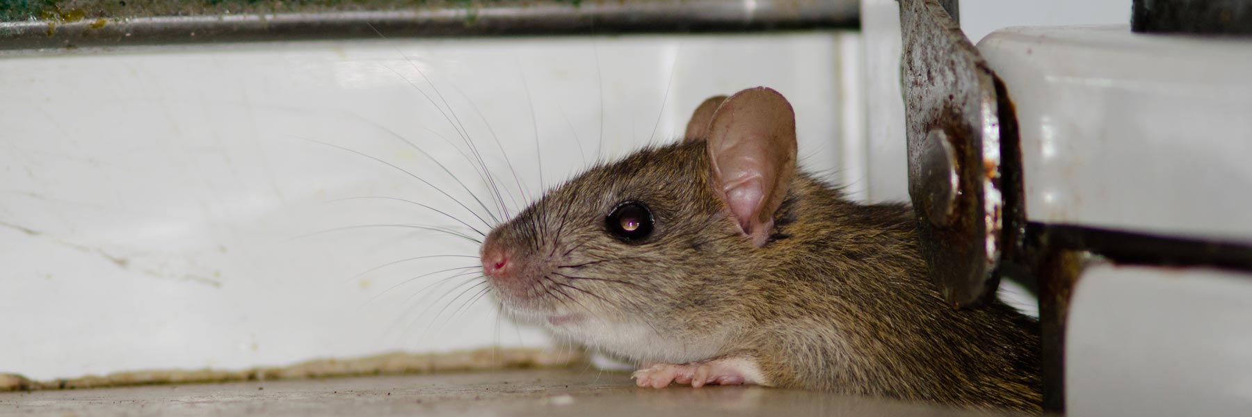 prohealth-pest-control-img38