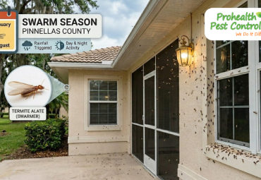 When is Termite Swarm Season in Pinellas County?