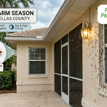 When is Termite Swarm Season in Pinellas County?